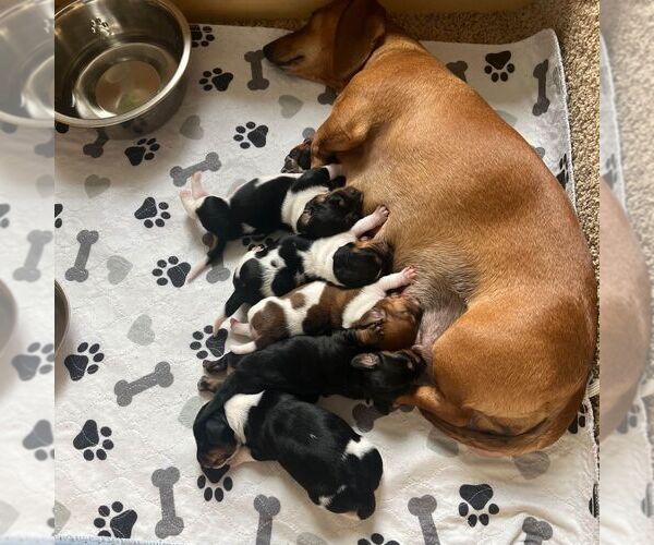 Medium Photo #8  Breeder Profile in STEAMBOAT SPRINGS, CO, USA