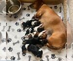 Small #7 Breeder Profile image