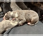 Small #2 Breeder Profile image