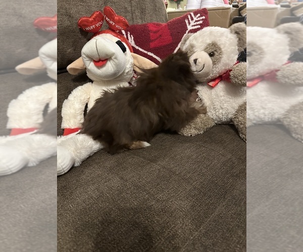 Medium Photo #4  Breeder Profile in MADISON, NC, USA