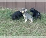 Small #13 Breeder Profile image