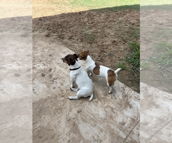 Medium Photo #8  Breeder Profile in BELLVILLE, TX, USA