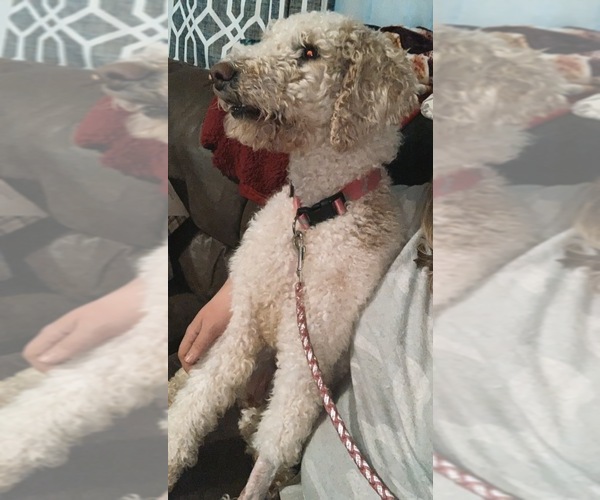 Medium Photo #1  Breeder Profile in STANTONVILLE, TN, USA