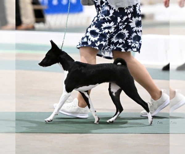 Medium Photo #1  Breeder Profile in LEHI, UT, USA