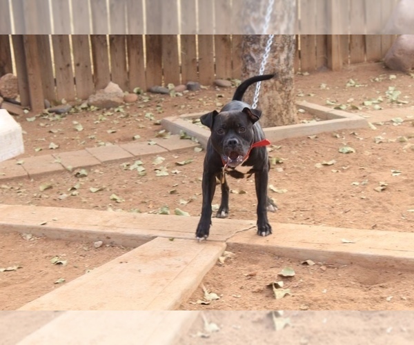 Medium Photo #1  Breeder Profile in SIERRA VISTA, AZ, USA