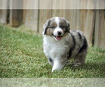 Small breeder photo