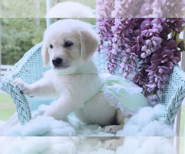 Medium Photo #2  Breeder Profile in PASADENA, MD, USA