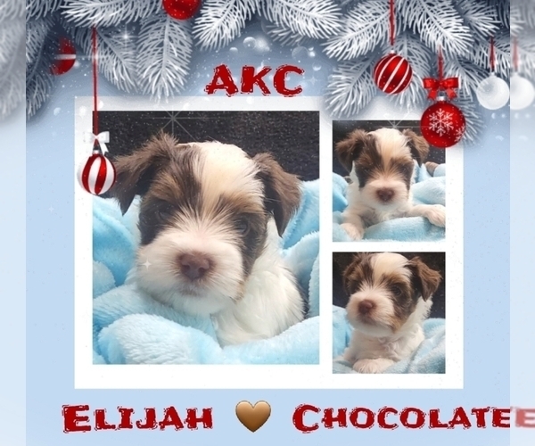 Medium Photo #26  Breeder Profile in FT WORTH, TX, USA