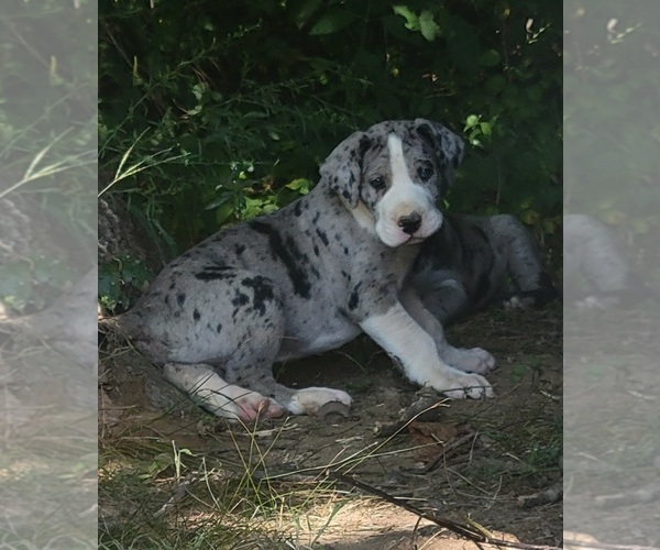 Medium Photo #4  Breeder Profile in HARDINSBURG, IN, USA
