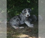 Small #3 Breeder Profile image