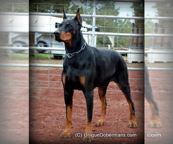 Medium Photo #11  Breeder Profile in FRUITA, CO, USA