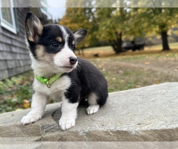 Medium Photo #14  Breeder Profile in PERKINSVILLE, VT, USA