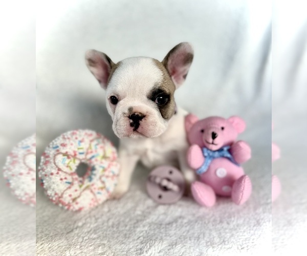 Medium Photo #2  Breeder Profile in BROOKSVILLE, FL, USA