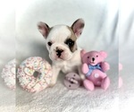 Small #1 Breeder Profile image