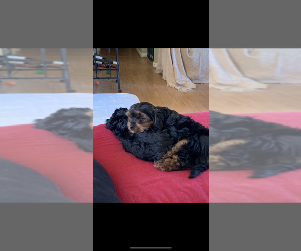 Medium Photo #1  Breeder Profile in LYNCHBURG, VA, USA