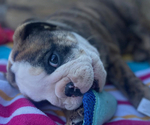 Small #2 Breeder Profile image