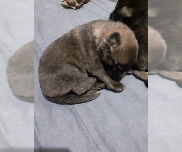 Medium Photo #12  Breeder Profile in MOUNTAIN LAKE, MN, USA