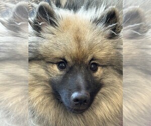 Keeshond Dog Breeder near MORRISON, CO, USA