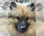 Small breeder photo