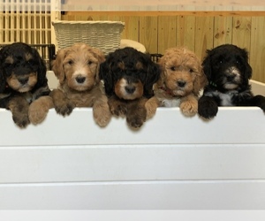 Bernedoodle Dog Breeder near SUMMERFIELD, NC, USA