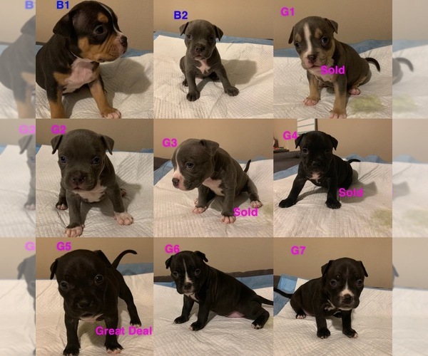Medium Photo #1  Breeder Profile in LITTLE ROCK, AR, USA