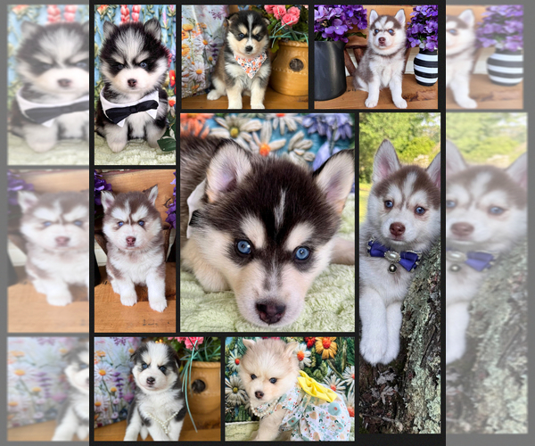Medium Photo #26  Breeder Profile in VENUS, PA, USA