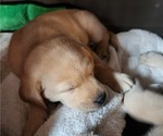 Small #17 Breeder Profile image