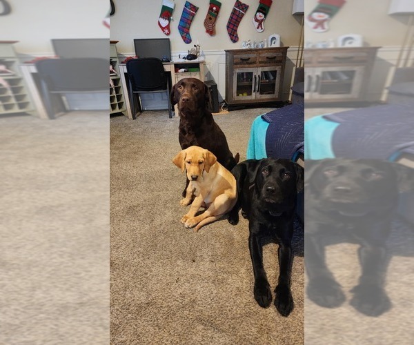 Medium Photo #1  Breeder Profile in COEUR D ALENE, ID, USA