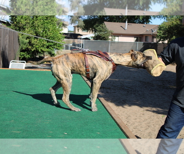 Medium Photo #6  Breeder Profile in OAKLEY, CA, USA