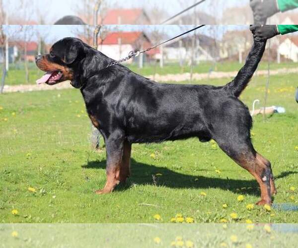 Medium Photo #1  Breeder Profile in AMBERG, WI, USA