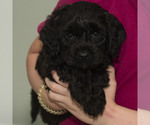 Small #13 Breeder Profile image