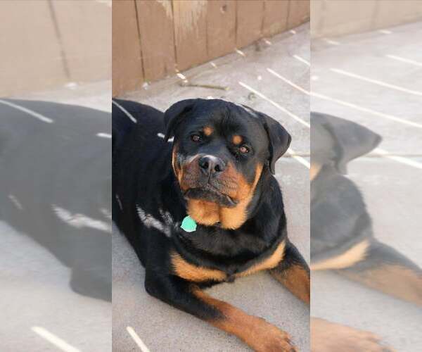 Medium Photo #3  Breeder Profile in ELK GROVE, CA, USA