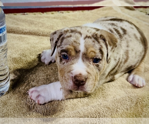 Medium Photo #18  Breeder Profile in GROVE CITY, MN, USA