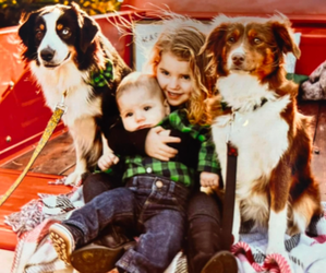 Miniature Australian Shepherd Dog Breeder near CARVER, MA, USA