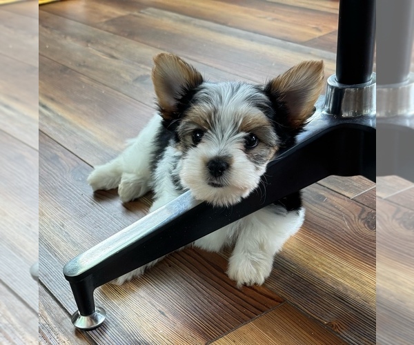 Medium Photo #4  Breeder Profile in CLAYTON, GA, USA