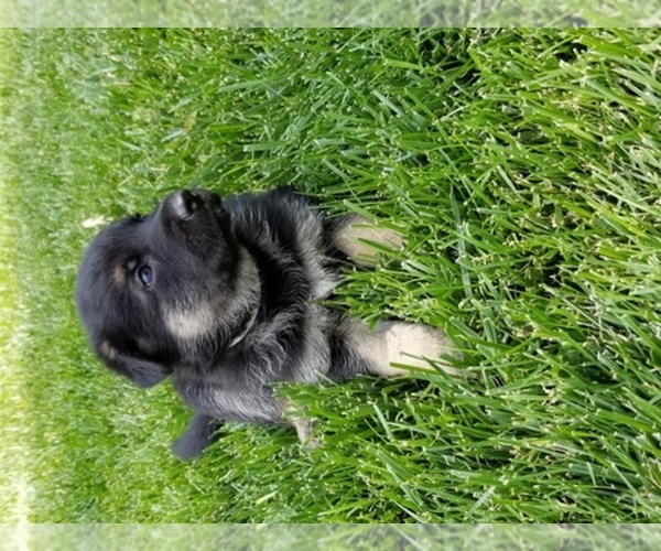Medium Photo #1  Breeder Profile in BORGER, TX, USA