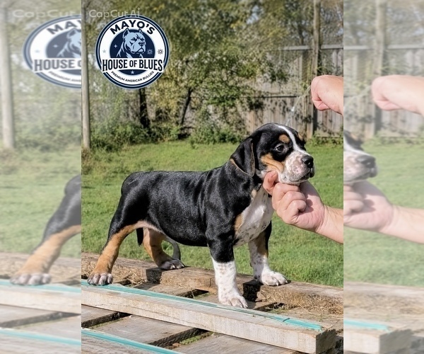 Medium Photo #5  Breeder Profile in FORT MITCHELL, AL, USA