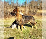 Small #4 Breeder Profile image