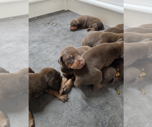 Medium Photo #11  Breeder Profile in COLUMBIA CITY, IN, USA