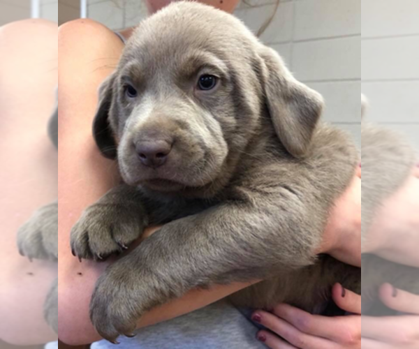 Medium Photo #1  Breeder Profile in WINFIELD, KS, USA