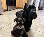 Small breeder photo