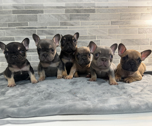 Medium Photo #1  Breeder Profile in ATLANTA, GA, USA