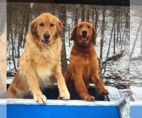 Medium Photo #4  Breeder Profile in CANEYVILLE, KY, USA