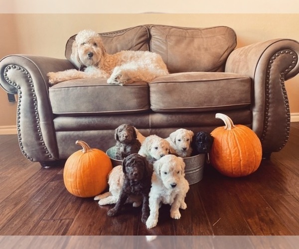 Medium Photo #1  Breeder Profile in ADA, OK, USA