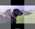 Small #32 Breeder Profile image