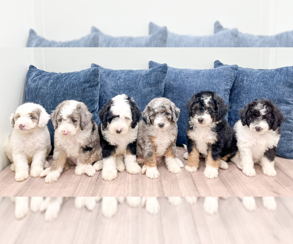 Medium Photo #1  Breeder Profile in MILLERSBURG, OH, USA