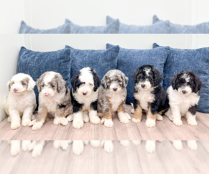 Miniature Labradoodle Dog Breeder near MILLERSBURG, OH, USA