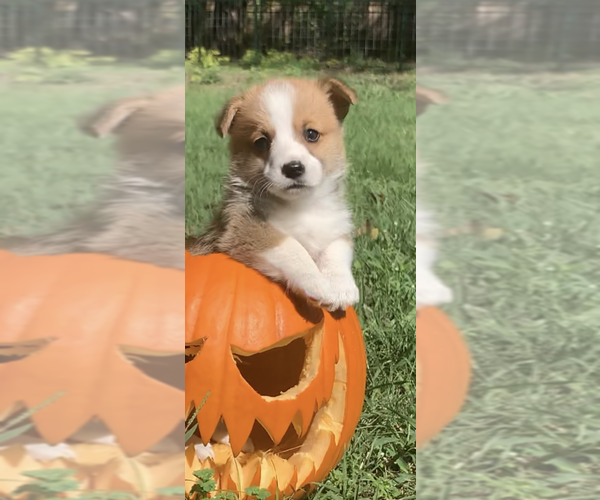 Medium Photo #50  Breeder Profile in MIDLOTHIAN, TX, USA