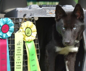 Siberian Husky Dog Breeder in FORT PLAIN,  USA