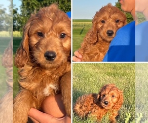 Goldendoodle (Miniature) Dog Breeder near HULL, IA, USA